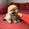 https://puppieshome.online/