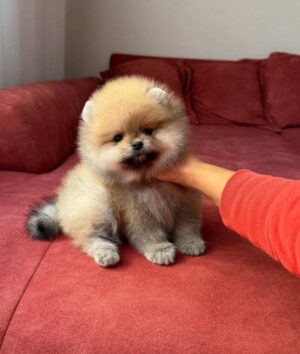 https://puppieshome.online/