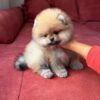 ra2 Mr. Racoon – Adorable Baby Boy Puppy for Adoption