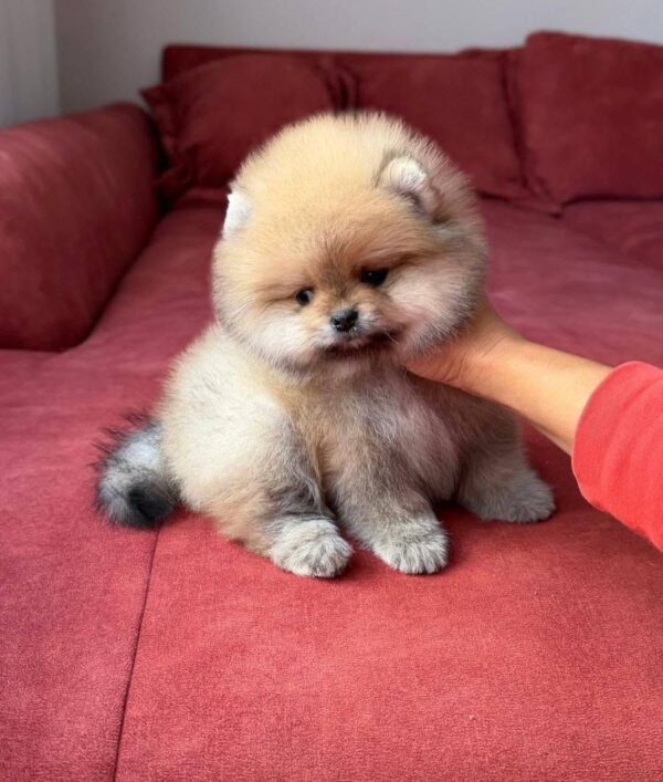 ra2 Mr. Racoon – Adorable Baby Boy Puppy for Adoption