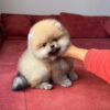 ra3 Mr. Racoon – Adorable Baby Boy Puppy for Adoption