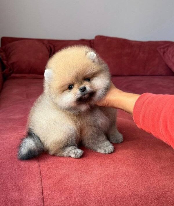 ra3 Mr. Racoon – Adorable Baby Boy Puppy for Adoption